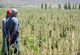 “Tarım, yüzde 11,4 olan işsizliği 2,1 puan düşürerek yüzde 9,3’e çekti”