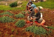 Tarıma kadınlar hayat veriyor
