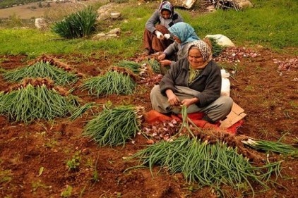 Tarıma kadınlar hayat veriyor