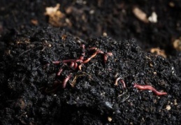 Tarıma solucan desteği