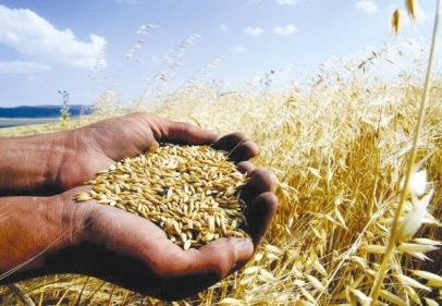 Tarımda ''aslan payı'' yerli tohumun