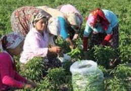 Tarımda çalışan kadınların yüzde 94,5’i sosyal güvenlik sistemine kayıtlı değil