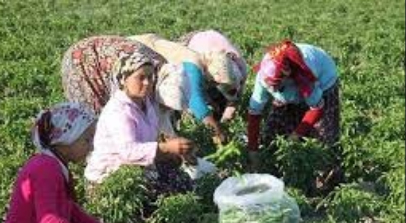 Tarımda çalışan kadınların yüzde 94,5’i sosyal güvenlik sistemine kayıtlı değil