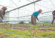 Tarımda çalışanlar için dönemsel prim uygulaması getirildi