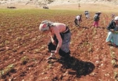 Tarımda çalışanların yüzde 47.5’ini kadınlar oluşturuyor