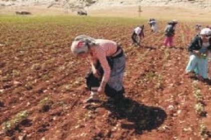 Tarımda çalışanların yüzde 47.5&#8217;ini kadınlar oluşturuyor