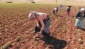 Tarımda çalışanların yüzde 47.5’ini kadınlar oluşturuyor