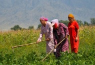 Tarımda çalışanların yüzde 45,2’si kadın