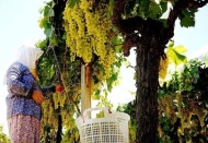 Tarımda enflasyon tek haneye düştü…