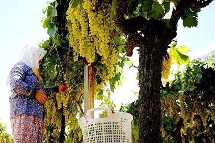 Tarımda enflasyon tek haneye düştü&#8230;