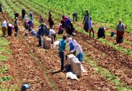 'Tarımda harekete geçilmezse açlık salgını başlayacak'