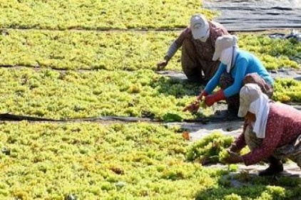 Tarımda ÜFE değişmedi