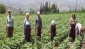 Tarımdaki büyüme işsizliği geriletti