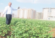 Tarımı desteklemekten çok tarımdan uzaklaştırma politikası uygulanıyor