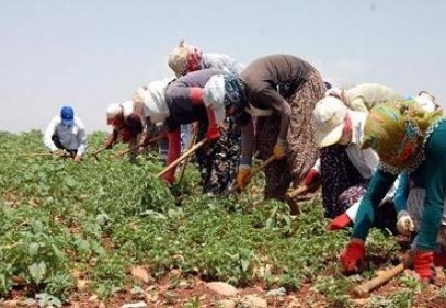 Tarımı Urfalı işçiler kurtarıyor