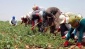 Tarımı Urfalı işçiler kurtarıyor