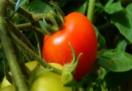 Tarımsal faaliyetler büyük risk altında