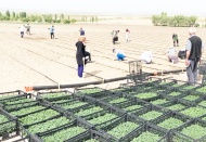 Tarımsal girdi fiyatları, aylık 1.43, yıllık 8.11 arttı