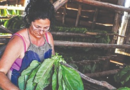 Tarımsal girdilerdeki artış, bir önceki yıla göre yüzde 60 arttı