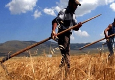 Tarımsal işletmelere katılım desteği ödenecek