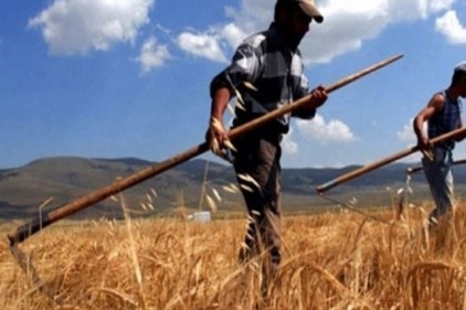 Tarımsal işletmelere katılım desteği ödenecek