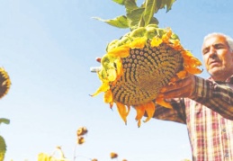 Tarımsal ürünlerde dışa bağımlılık artıyor