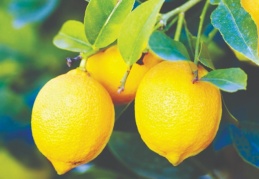 Tarlada 1 TL olan ürün, Tarım Kredi marketinde 5,9 lira