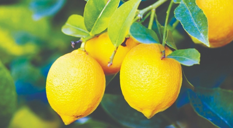Tarlada 1 TL olan ürün, Tarım Kredi marketinde 5,9 lira