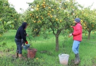 'Tarlada 2 lira olan portakal tezgahta 7 liraya kadar çıkıyor'