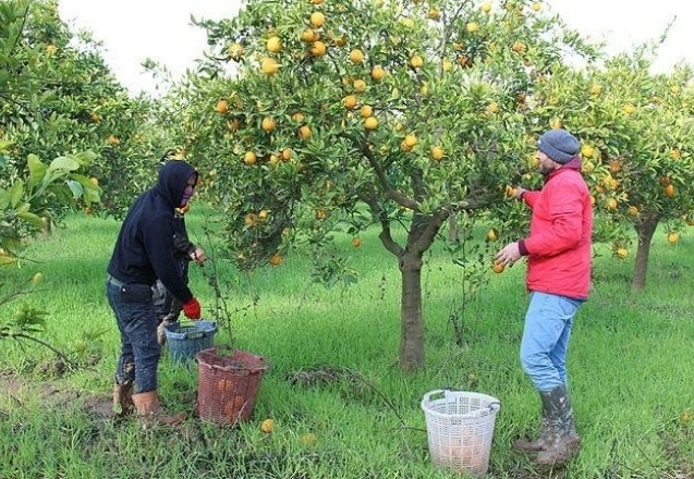 'Tarlada 2 lira olan portakal tezgahta 7 liraya kadar çıkıyor'