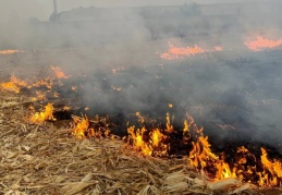 Tarlada çıkan yangında tonlarca mısır kül oldu