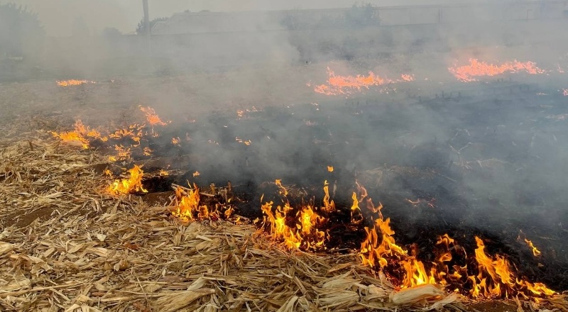 Tarlada çıkan yangında tonlarca mısır kül oldu