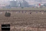 Tarlada kalan pamuk atıkları geçim kaynağı oldu