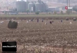 Tarlada kalan pamuk atıkları geçim kaynağı oldu