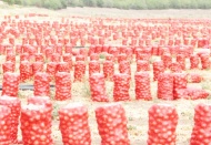 Tarlada kilosu 60-80 kuruş, tezgahta 1.5-2 lira