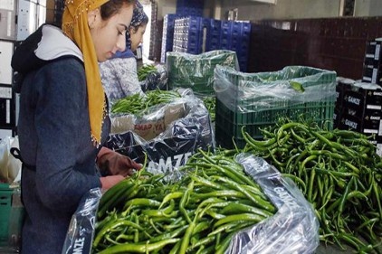 Tarladan 4,5 TL&#039;ye çıkıyor, tezgahta fiyatı uçuyor