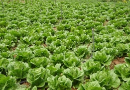 Tarladan 50 kuruşa mal edilen marul, marketlerde 8 liraya satılıyor