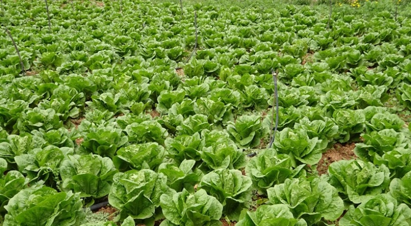 Tarladan 50 kuruşa mal edilen marul, marketlerde 8 liraya satılıyor