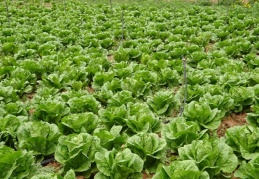 Tarladan 50 kuruşa mal edilen marul, marketlerde 8 liraya satılıyor