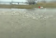 Tarladan balık topladılar