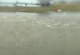 Tarladan balık topladılar