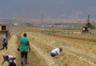 Tarlalarda dane kontrolü yapılıyor