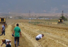 Tarlalarda dane kontrolü yapılıyor