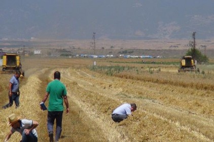 Tarlalarda dane kontrolü yapılıyor