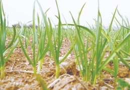 Taşköprü sarımsağı, AB’de coğrafi işaretle tescillendi