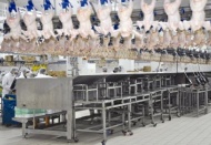 Tavuk eti üretiminde hormon kullanılmıyor