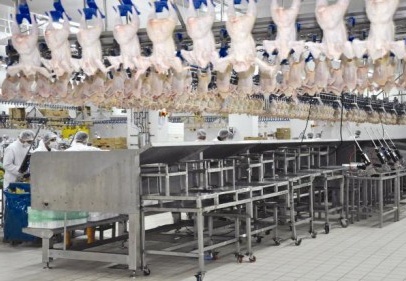 Tavuk eti üretiminde hormon kullanılmıyor