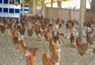 Tavuk, kanserden koruyabilir