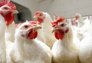 Tavuk üreticisinin alacağı ücret sürdürülebilir seviyeye getirilmeli