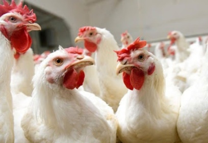 Tavuk üreticisinin alacağı ücret sürdürülebilir seviyeye getirilmeli